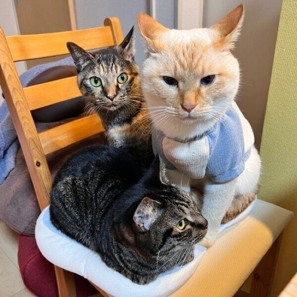 テンくん、モカちゃん、ロシェちゃんの仲良し3ニャンズ