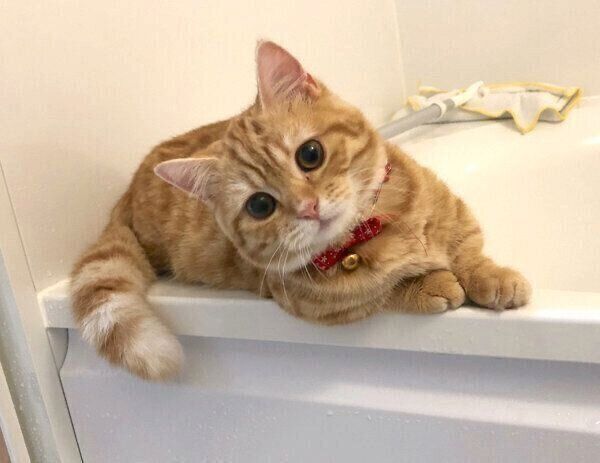 見つめるぷてぃこちゃん