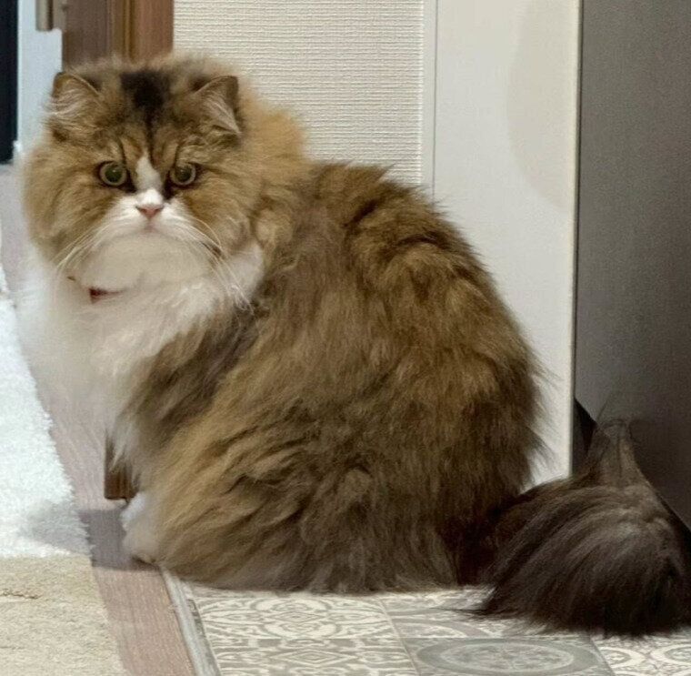 後ろを振り向くペルシャ