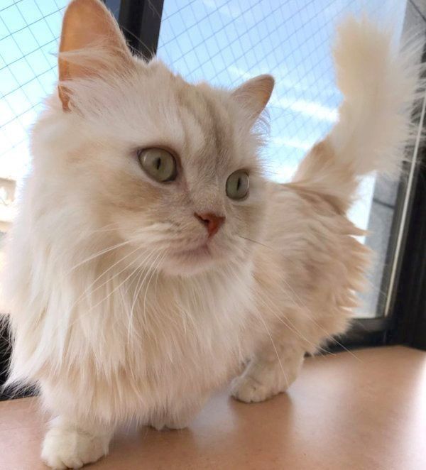 窓のそばで立つミヌエット