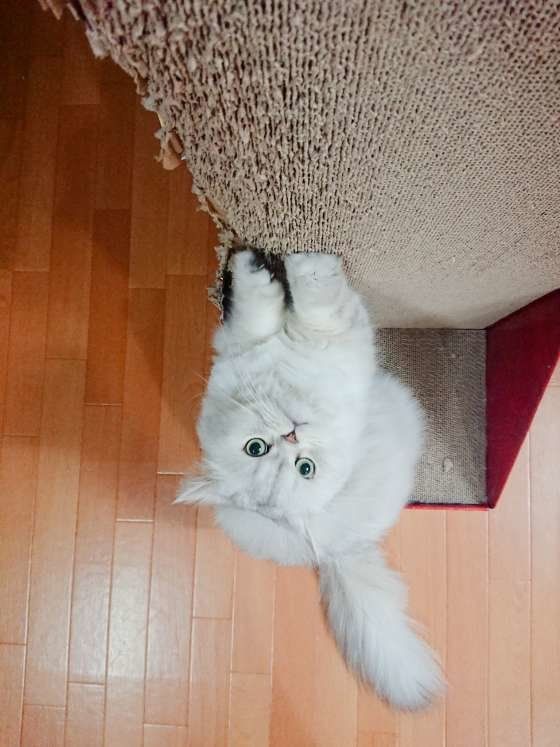 ペルシャ爪とぎ