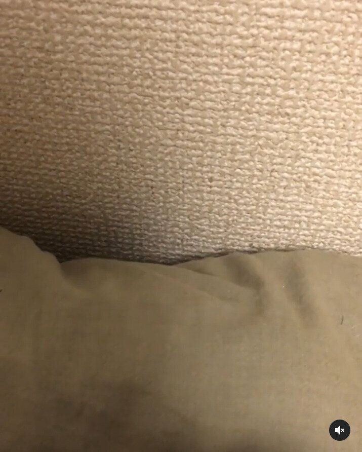 隠れん坊するマンチカン猫のうにくん3