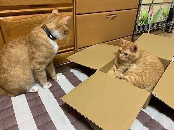 順番待ちをするサムくんと、箱から出ないツムくん