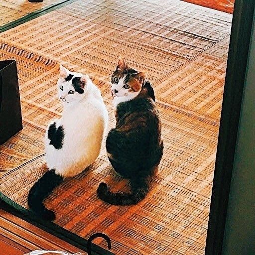 画像提供／もりねこ