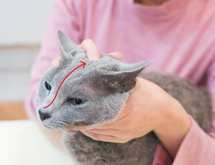 顔のマッサージ