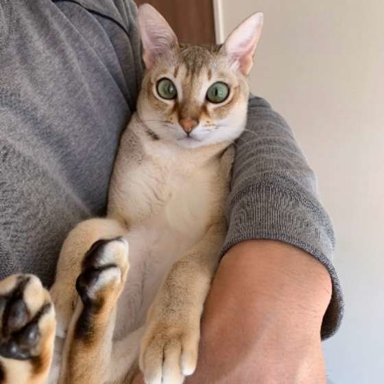 抱っこされるシンガプーラ