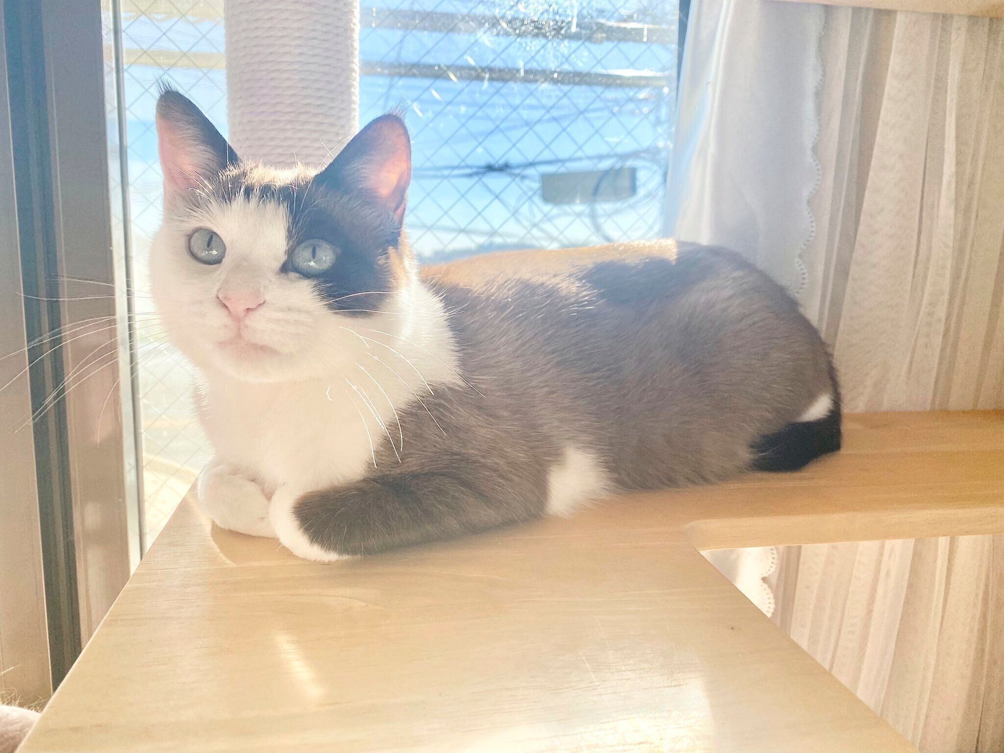 りぶちゃんは元保護猫