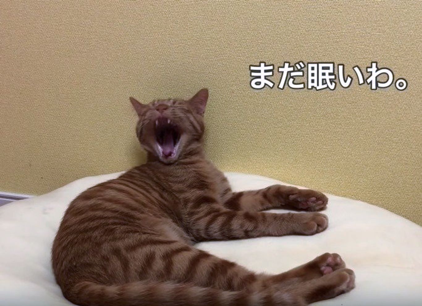 飼い主さんのおはようにお返事するにゃんこがかわいすぎる ねこのきもちweb Magazine 飼い主さんのおはようにお返事するにゃんこがかわいすぎる ねこのきもちweb Magazine
