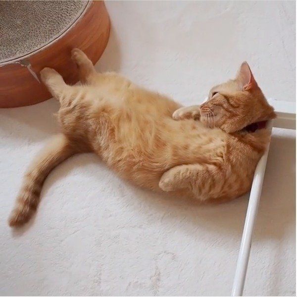 マンチカンのココちゃん