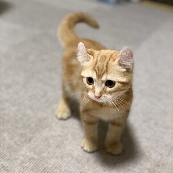 立って何かを見つめるアメリカンカール（オス）