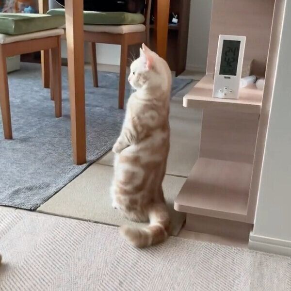 背筋を伸ばすナツちゃん