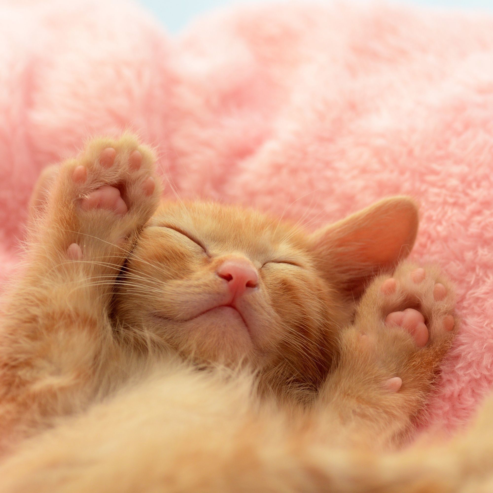 ★ピンクの猫です ディズニー 猫 キャラクター ピンク ピンクのネコ発見! | 泉区