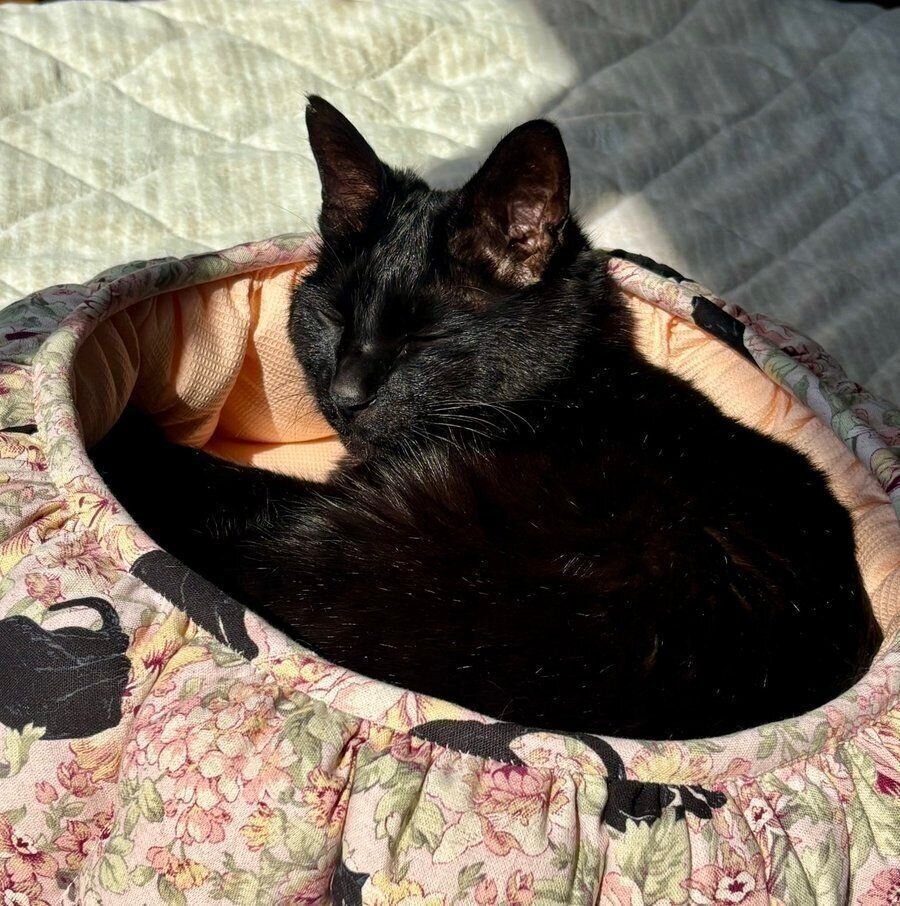 ひなたぼっこをするルドルフくん