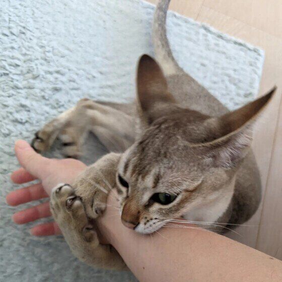 まめ太郎  シンガプーラ  手をブロックしてカミカミケリケリ