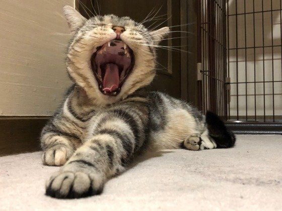 あくびをするアメリカンショートヘア