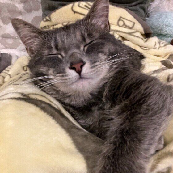 ひざにのるあずきちゃん（MIX）