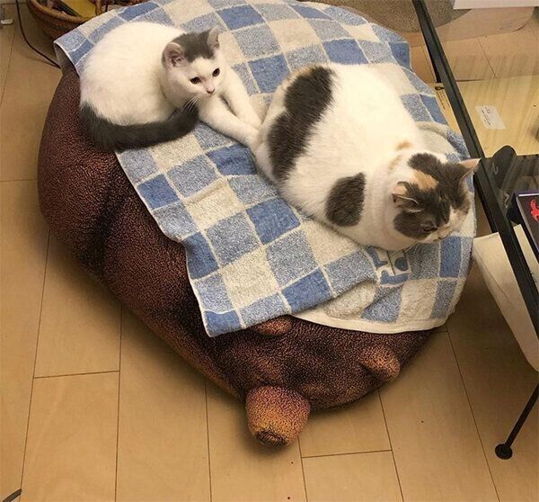 ねね子ちゃんにつかまるカツヲくん