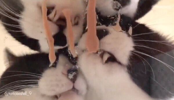 ちゅ〜るをペロペロする猫たち