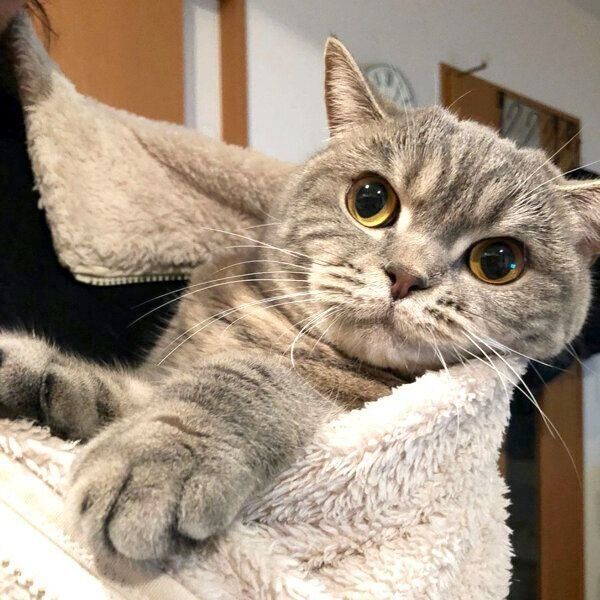 抱っこされるぽぺんちゃん