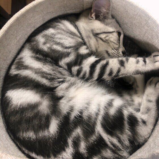 丸まって眠るアメリカンショートヘア