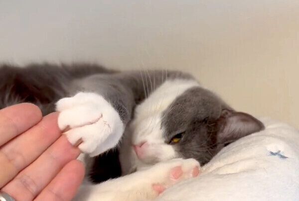 飼い主さんの指先を掻くようなしぐさをする、しらたまくん