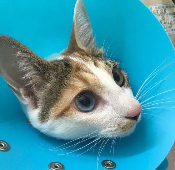 エリザベスカラーをつける猫