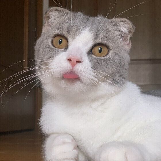 スコティッシュフォールド　ふぐ