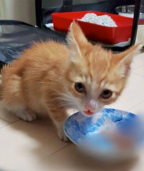 保護してすぐのプリンちゃん