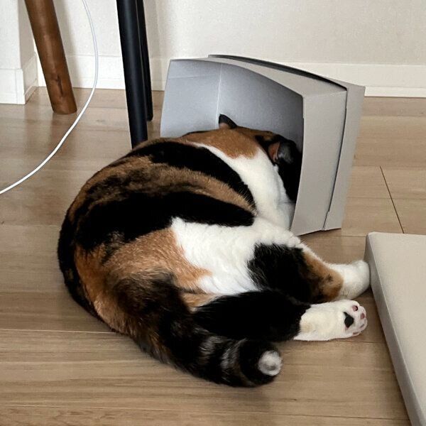 箱の中に顔を入れるおあげちゃん