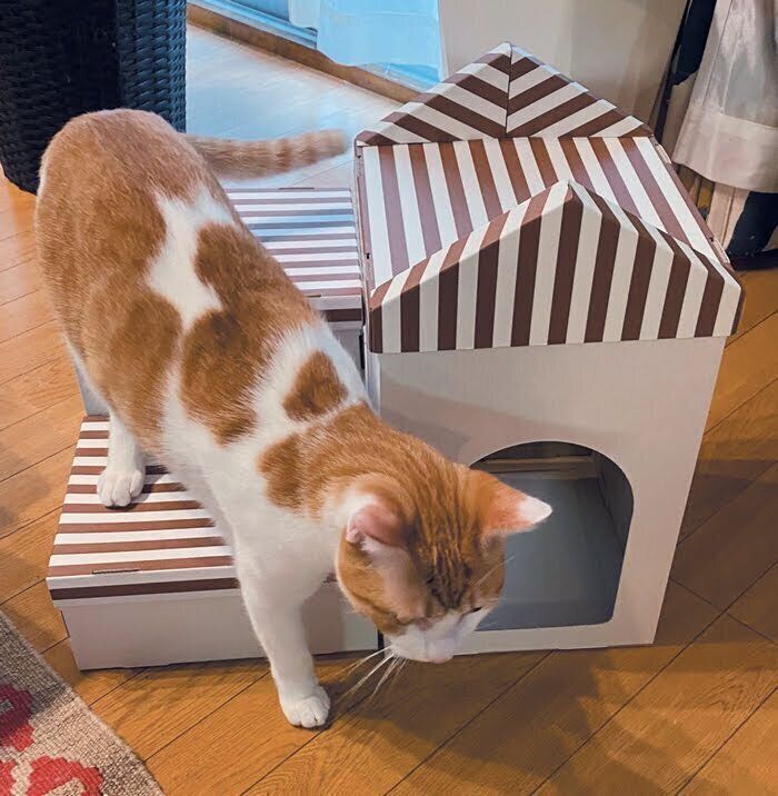 組み換えいろいろステップ＆ハウスで遊ぶ猫