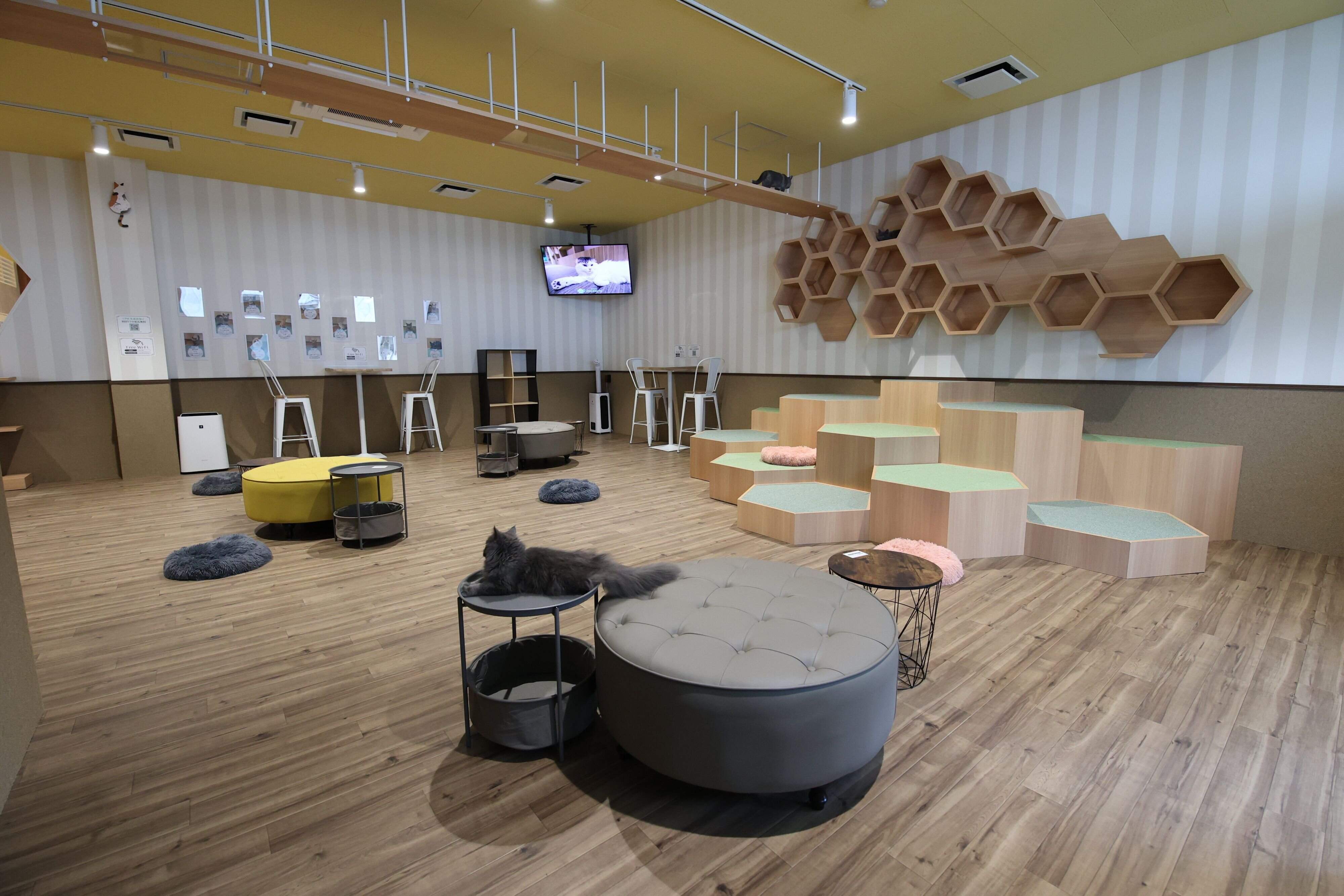 変化に富んだ「キャットウォーク」が印象的