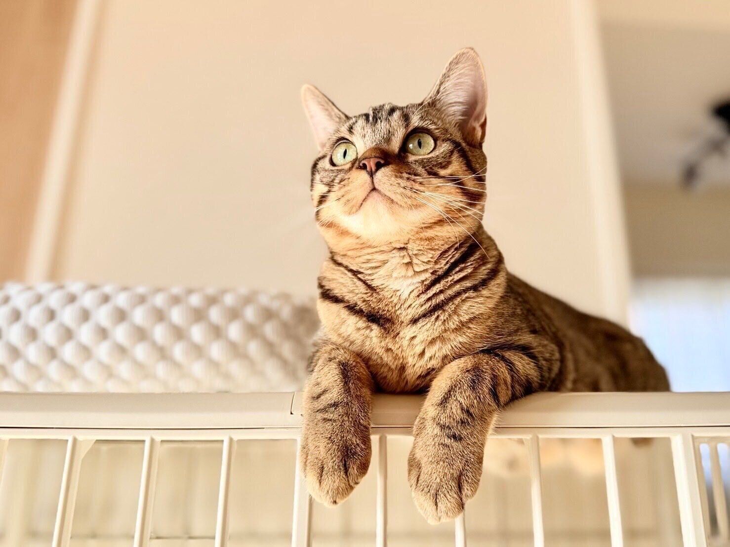 ケージの上に座るアメリカンショートヘア