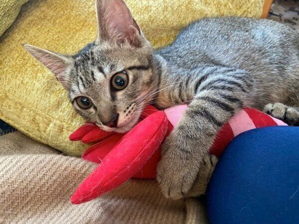 オモチャで遊ぶよもぎくん