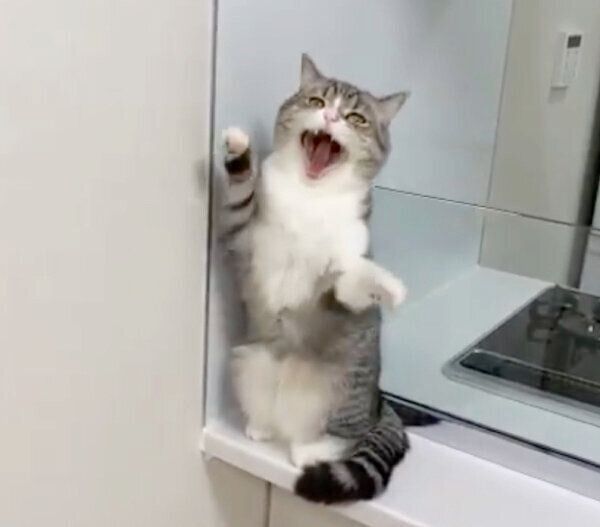 あくびのクセが強すぎるもちまるくん