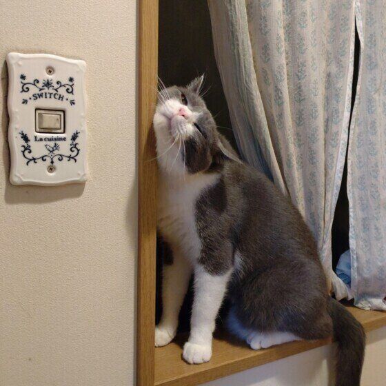 窓にスリスリをする猫