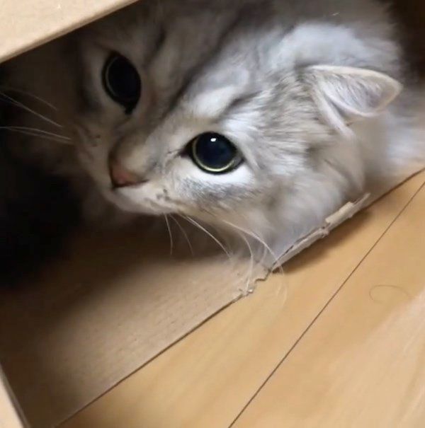 箱の中に隠れるミヌエット
