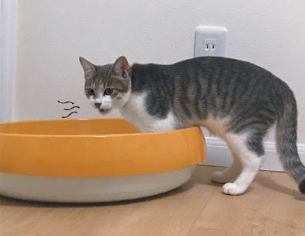 猫の「フレーメン反応」