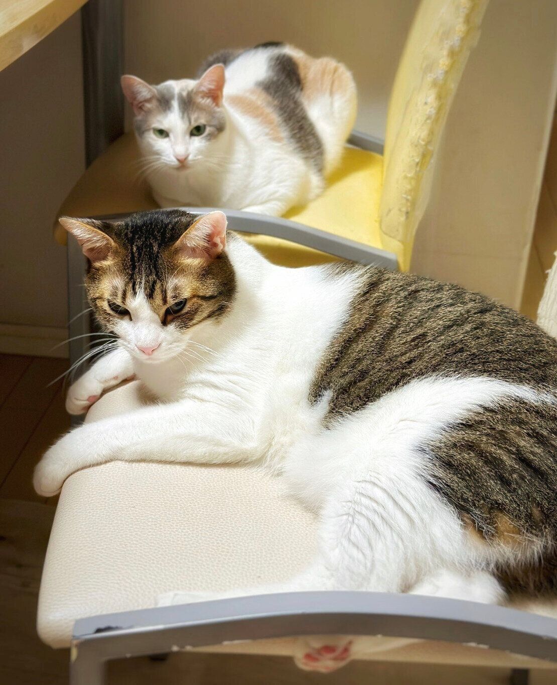 椅子を占領するくろみつくん、しらたまちゃん