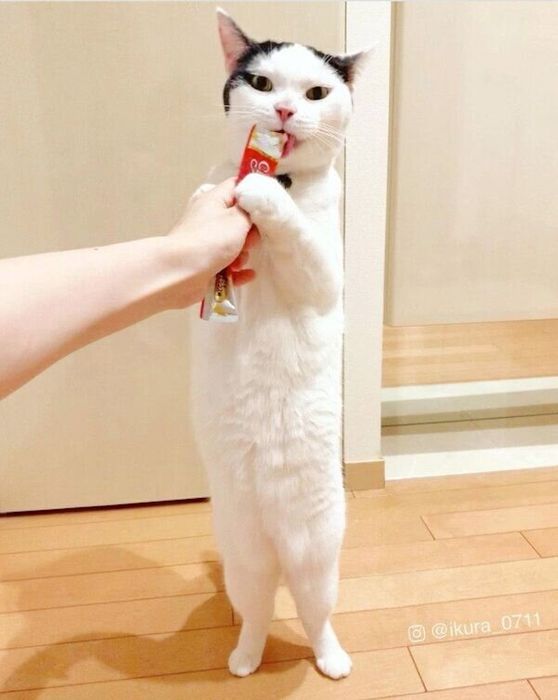 ちゅ〜るを食べるいくらちゃん