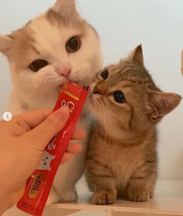 ちゅ〜るを食べるしらすちゃん、にぼしちゃん