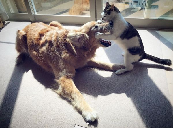 戦いごっこをする犬と猫