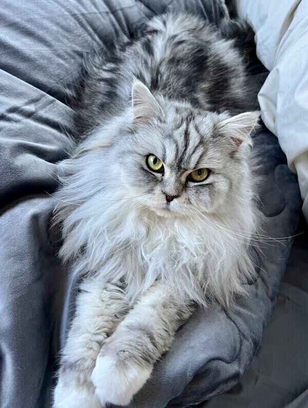 まさに「メインクーン」な写真のこゆきちゃん