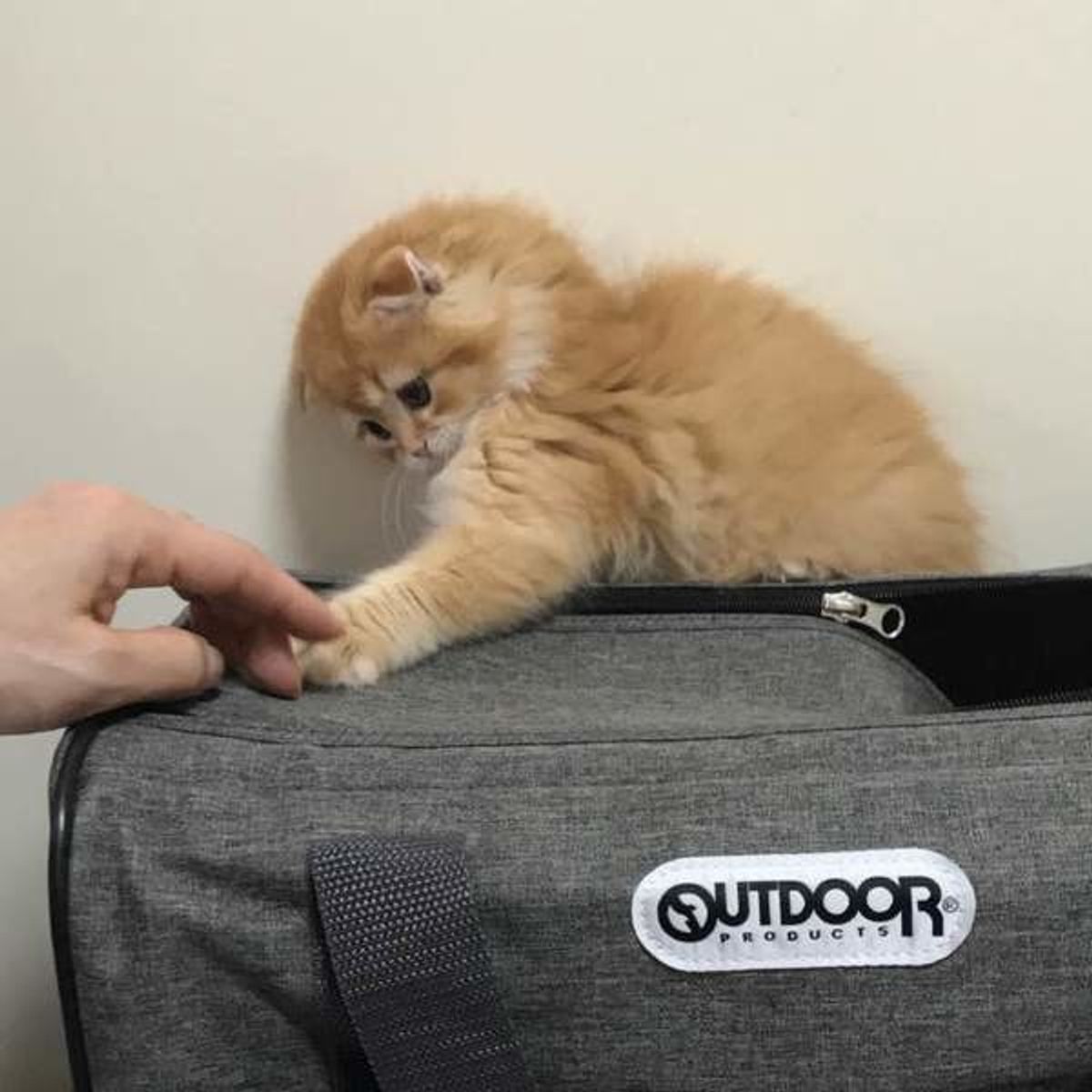 獣医師監修 子猫の爪切りはいつから必要 嫌がられない方法も 動画つき ねこのきもちweb Magazine 獣医師監修 子猫の爪切りはいつから必要 嫌がられない方法も 動画つき ねこのきもちweb Magazine