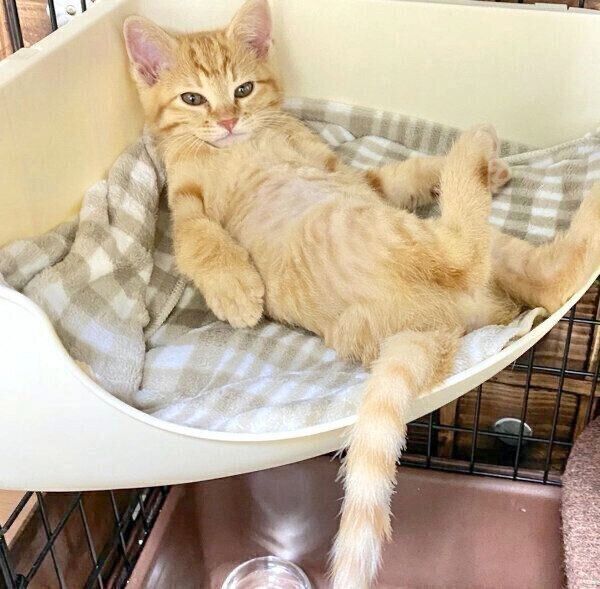 くつろぐみゃおちゃん