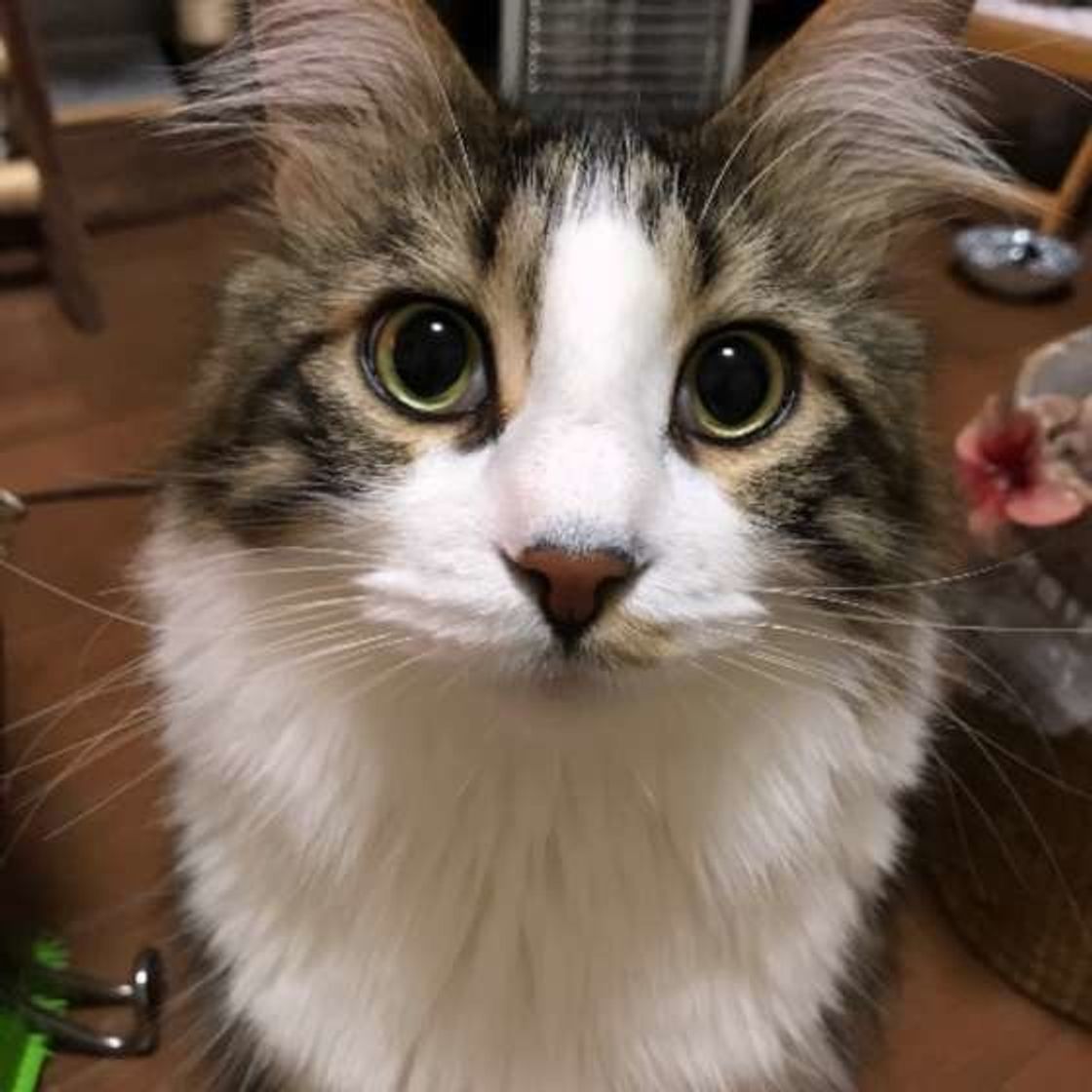 大きな体と長毛が魅力的な猫 メインクーンについて知りたい ねこのきもちweb Magazine 大きな体と長毛が魅力的な猫 メインクーンについて知りたい ねこのきもちweb Magazine
