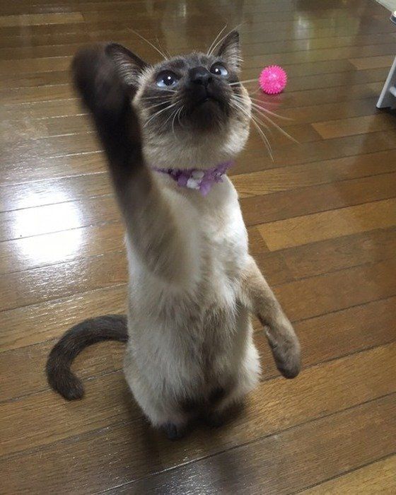 ねこのきもち投稿写真ギャラリー