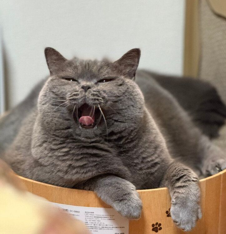 あくびをするブリティッシュショートヘア