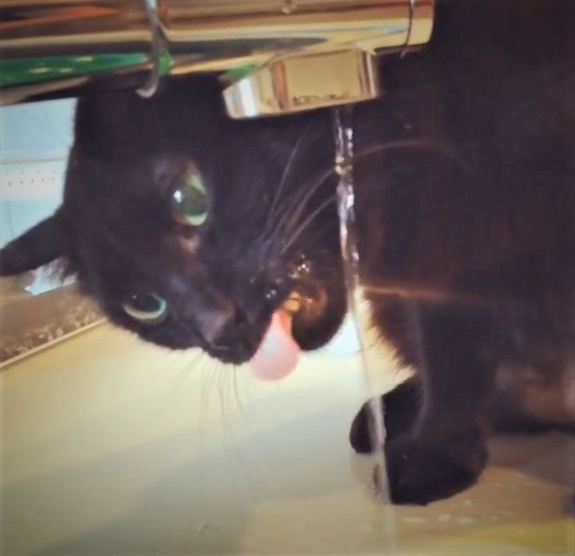 水道水をうまく飲めない猫