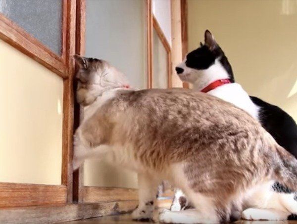 出たり入ったりニャンズ