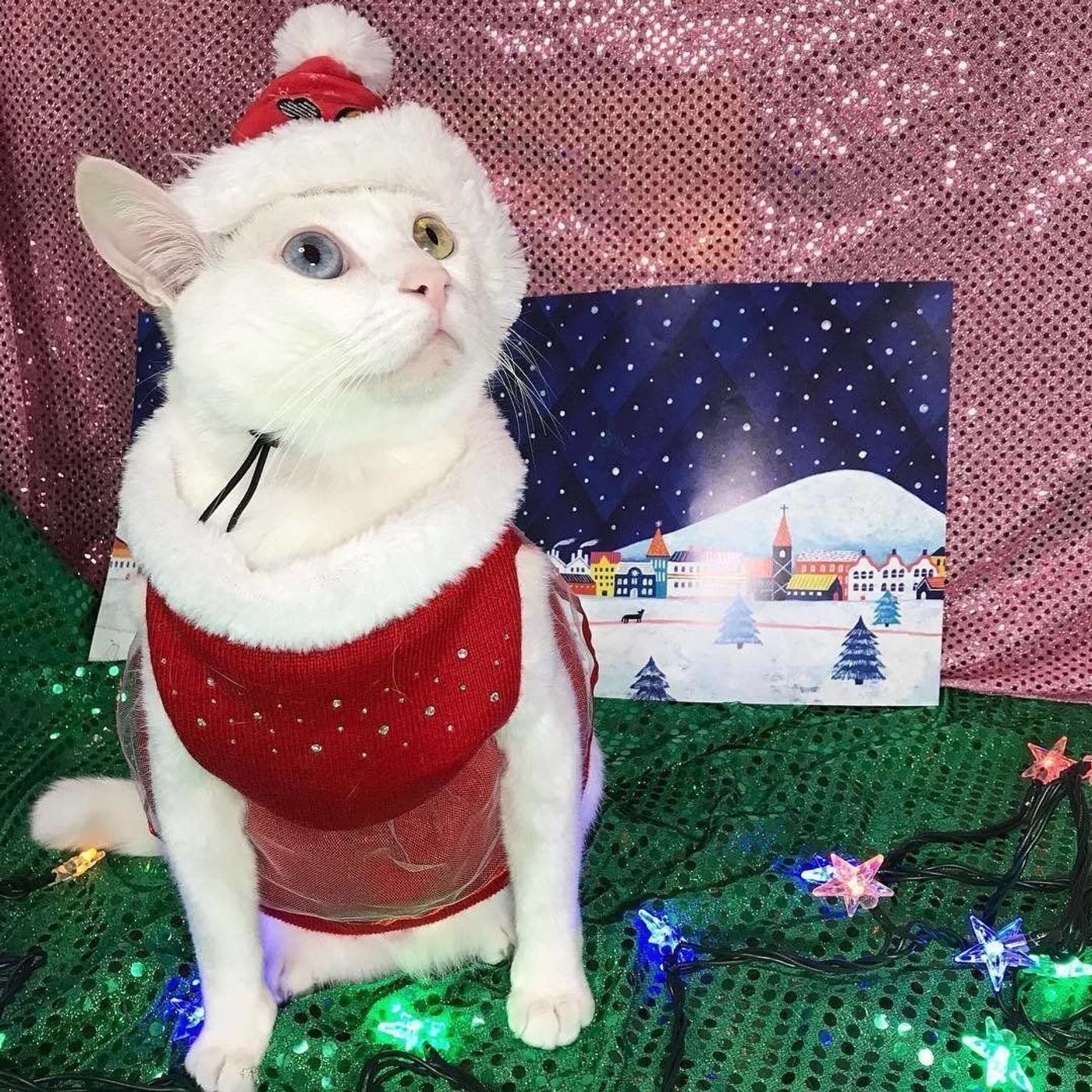 もうすぐクリスマス 猫たちはどんな感じで楽しんでいるの ねこのきもちweb Magazine もうすぐクリスマス 猫たちはどんな感じで楽しんでいるの ねこのきもちweb Magazine